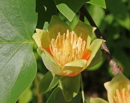 USA Seller 15 Tulip Poplar Tree Yellow Flower Liriodendron Tulipifera Whitewood  - £11.14 GBP