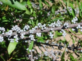 Myrica Cerifera Southern Wax Myrtle Seeds Native Grown In Usa Gardening - $17.98