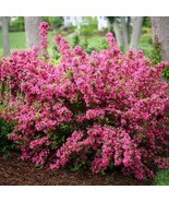 Pink Weigela Shrub Bush 6-12 Inch Tall Live Plant Seedling In 4 Inch Pot... - $89.98