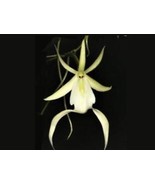 Dendrophylax Lindenii, Ghost Orchid, White Frog Orchid, Palm Polly, Leaf... - $39.84
