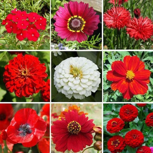 Wildflower Mix Big Red Flowers 1000 Seeds - $6.16