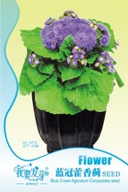 New Fresh Blue Ageratum Conyzoides Bonsai Herbal Flower Seeds Pack 60 Seeds / Pa - $3.72