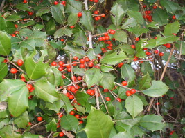 20 Jersiana American Holly Seeds Ilex Opaca Jersiana Seeds Fresh Fast Shipping - $9.80