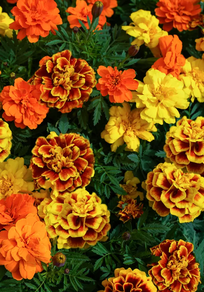  Sparky Mix French Marigold Seeds Double Bicolor Flower 200 Seeds  - £6.00 GBP