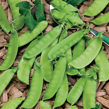 20 Seeds Snow Pea Chinese Sugar Snap Pod Peas Mammoth Melting Sugar Pod Pea - £6.53 GBP
