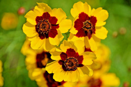 LimaJa 1000 Dwarf Plains Coreopsis Edible Medicinal Wildflower Seeds - Native Ti - £2.35 GBP