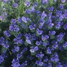 THJAR Viper&#39;s Bugloss - Echium Plantagineum Blue Bedder- 50 seeds - £3.96 GBP