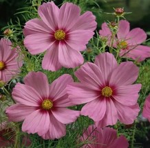 Grow In US Cosmos Pinkie Flower Seeds - £6.04 GBP