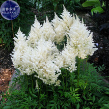 White Astilbe Chinensis Flowers 50 Seeds False Spirea E3710 Garden USA Shipping - £4.30 GBP