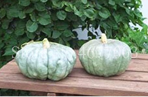 Sweet Pumpkin Seed Squash Winter Butternut Color:6 - $9.99