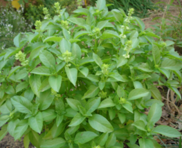50 Pc Seeds Ocimum Basilicum Plant, Sweet Basil Seeds for Planting | RK - £20.19 GBP