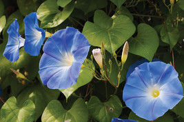 50 Seeds Heavenly Blue Morning Glory Flower Seeds - £11.60 GBP