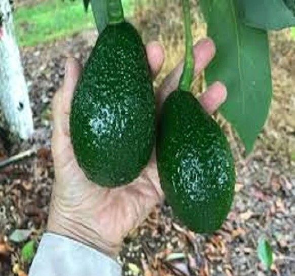 2 Seeds Green Gold Avocado Organic Non Gmo Delicious Creamy - $21.49