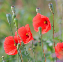 Red Poppy Long Headed Blindeyes Flower *  250 Seeds - £4.70 GBP