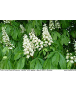 HSeeds 8 Horse Chestnut Seeds For Planting Beautiful Fruit Tree - $8.97 CAD