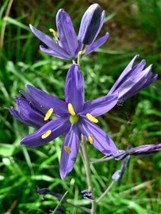 THJAR 30 Blue Camas Camass Lily Wild Indian Hyacinth Camassia Quamash Flower See - £3.85 GBP