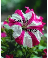 FMG 25 Seeds Pink White Petunia Flowers Fast Grow - $13.43