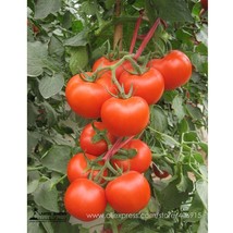 Chinese Red Truss Tomato Middle Sized Sweet Juicy Storage Durability High Yield  - $11.75