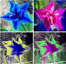 100Pcs Platycodon Grandiflorus Mixed Seeds Garden USA Seller - £15.86 GBP