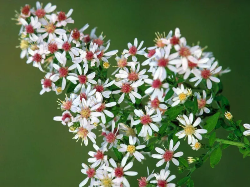 Calico Aster Seeds 100 Seeds Easy to Grow Perennial Flowers S - £10.66 GBP