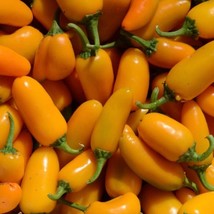 Pumpkin Spice Jalapeno Pepper Seeds Hot Organic New Fresh Seeds - £3.55 GBP