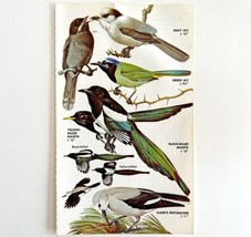 Jays Magpies Nutcracker Varieties 1966 Color Bird Art Print Nature ADBN1p - $19.99