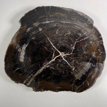 Chinle Black Forest 11” X 10” Petrified Wood Round Arizona - $277.19