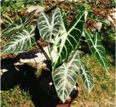 100 Seeds Alocasia Lowii Polly Amazonica Plant Ornamental Plant Seeds Fresh Gard - $10.47