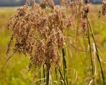 1000 Seeds Wool Grass Seeds Native Wildflower Marsh Wetlands Woolgrass S... - £7.20 GBP