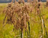 1000 Seeds Wool Grass Seeds Native Wildflower Marsh Wetlands Woolgrass S... - $8.99