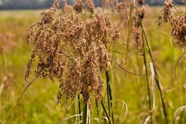 1000 Seeds Wool Grass Seeds Native Wildflower Marsh Wetlands Woolgrass S... - £7.02 GBP