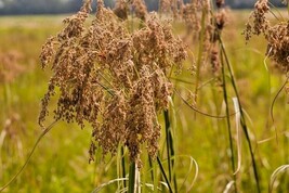 1000 Seeds Wool Grass Seeds Native Wildflower Marsh Wetlands Woolgrass S... - $8.99