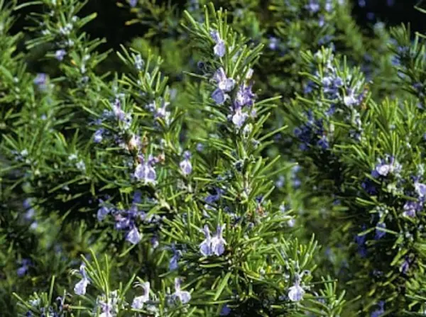 Rosemary Herb Seeds 25 Per Pkt. Container Or Locations Cuisine Fav Fresh Garden - $6.78