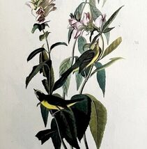 Wilson&#39;s Warbler 1950 Lithograph Art Print Audubon Bird First Edition DW... - $13.50