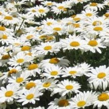 Fresh New 1000 Dwarf White Shasta Daisy Chrysanthemum Maximum Flower Seeds USA S - £11.19 GBP