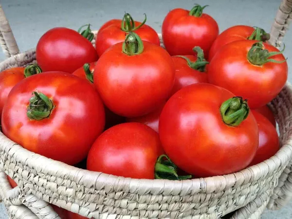 50 Seeds Polish Dwarf Tomato Vegetable Garden - $9.77