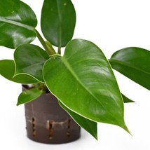 Best Philodendron Imperial Green / Philodendron / Live Plant - £19.29 GBP