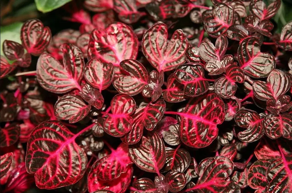 Red Coleus Flower Seeds Colorful 100PCS  - £6.26 GBP