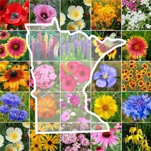 US Seller 1000 Seeds Wildflower Minnesota State Flower Mixs Annuals - £8.00 GBP
