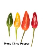 SEED- Mono Chico Monkey Boy New World Peru Hot Pepper Sweet Fruity Smoky... - €3,39 EUR+