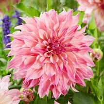 LWSTORE Penhill Watermelon Dahlia Dinnerplate 20 Seeds USPS Shipping - £6.94 GBP