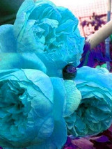 SL Peony, Double Sky Blue Flowers - $4.14