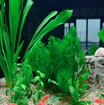 500 Seeds Limnophila Sessiliflora Moss Aquatic Plant Easy Plant Seeds Aquarium G - $11.27