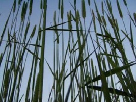 USA Derby Timothy Grass Ornamental Phleum Pratense 500 Seeds - £8.70 GBP