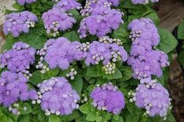 Best Ageratum Mexicanum Blue 200 Seeds - £2.62 GBP