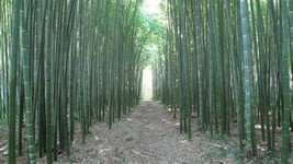 US Seller 50 Moso Bamboo Seeds Privacy Climbing Garden Clumping - £9.13 GBP