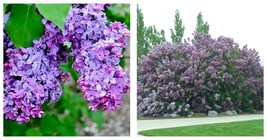 10-14&quot; Tall Seedling - Common Lilac Shrub/Bush - Live Plant - Syringa vulgaris - £64.99 GBP