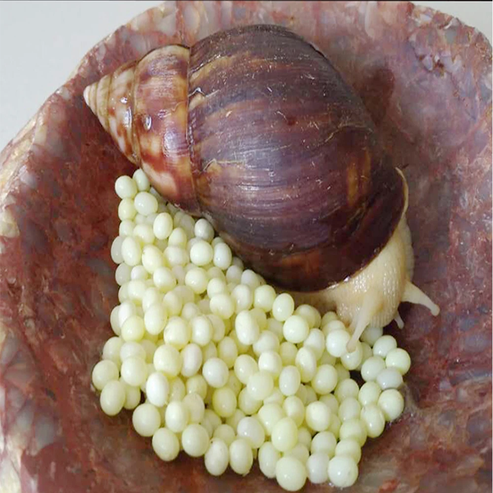 15 PCS/LOT Snail Eggs Hatching White Jade Snails Egg Family Home Parent-Child - £18.91 GBP