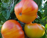 Pineapple Tomato Seeds 50 Indeterminate Vegetable Garden Fast Shipping - £7.20 GBP