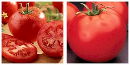 Celebrity Tomato 30 Seeds Fresh Garden - £23.88 GBP